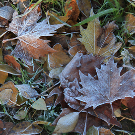 Изморозная красота