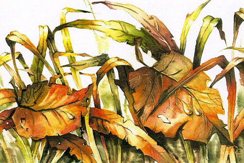 Осенние листья