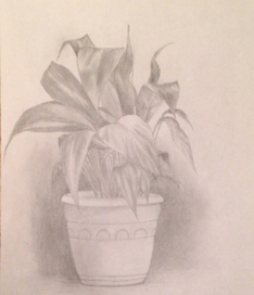 Цветок в горшке