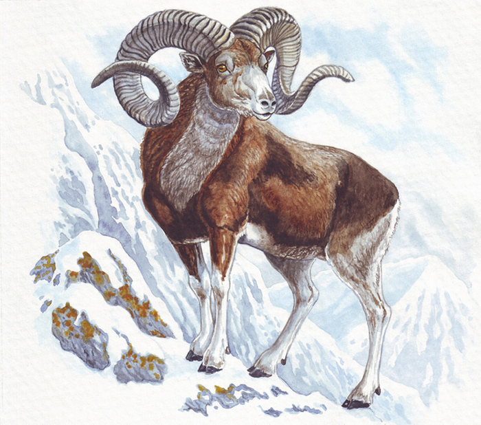 Ведь баран бараном, а каких вершин достиг...