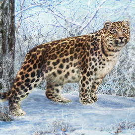 Леопардесса Умка  в морозное утро. Леопард 37.