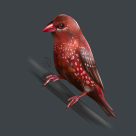 Тигровый астрильд (иллюстрации птиц)