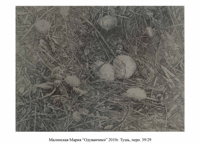 Одуванчики