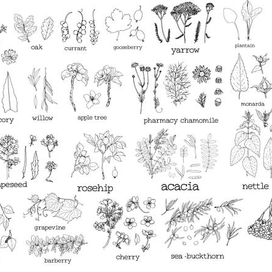 Ботанические скетчи растений, цветов и листьев