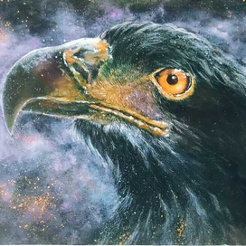 Черный коршун