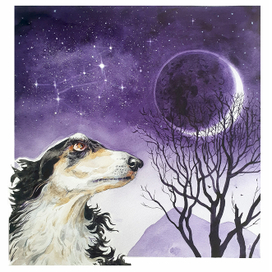 Созвездие Большого пса