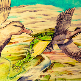 Лягушка-путешественница