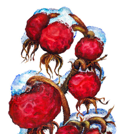 Зимний шиповник