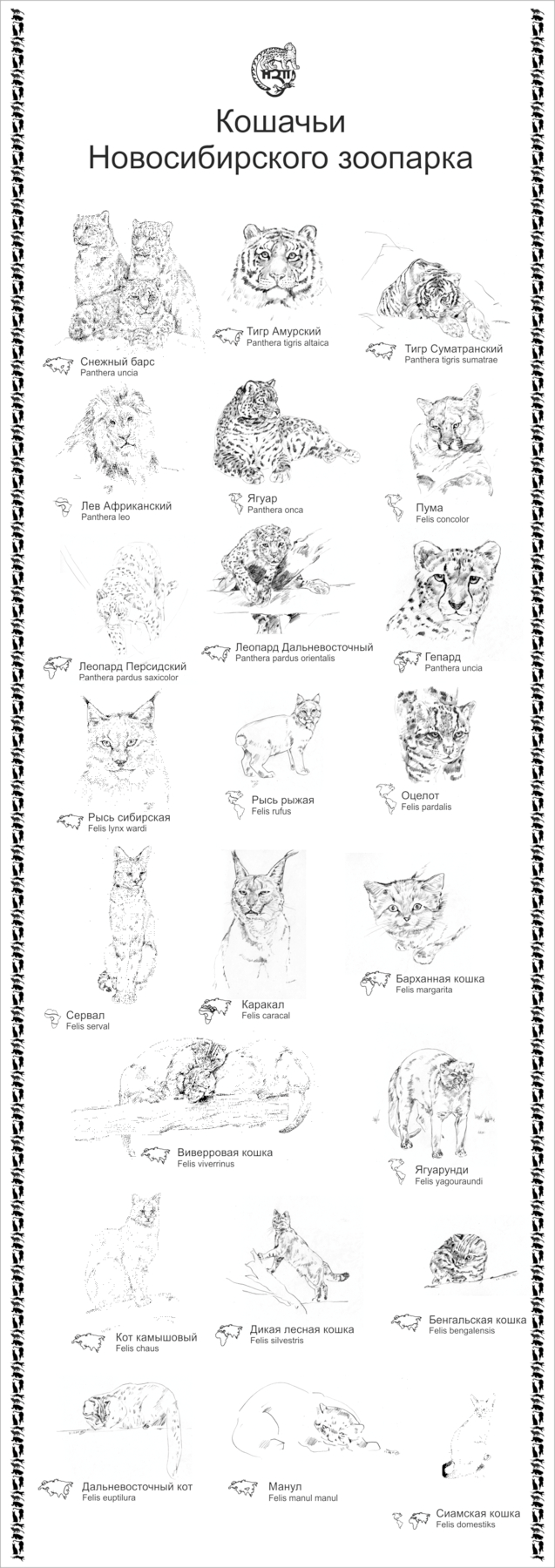 Кошачьи Новосибирского зоопарка