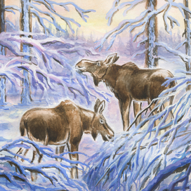 Утро в морозном лесу