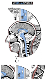 Medulla spinalis