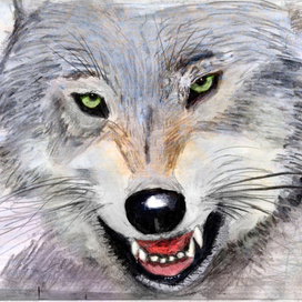 Злой волк
