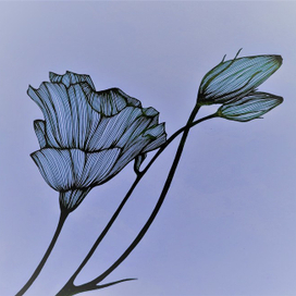 Анемоны.Графика