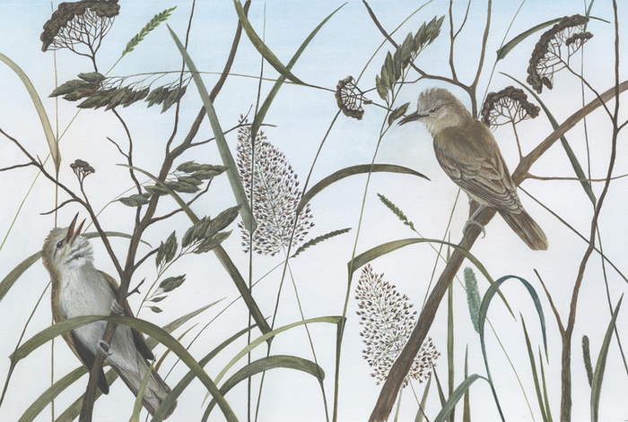 Форзац к сборнику В. Бианки