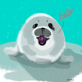 Baby seal