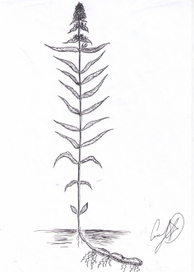 Stachys palustris (L.)