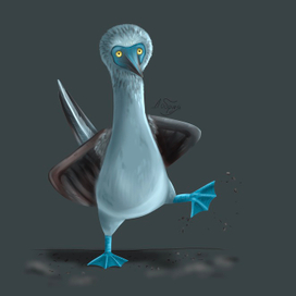 Голубоногая олуша (иллюстрации птиц)