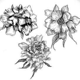 Peonies 