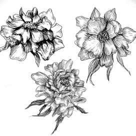 Peonies 