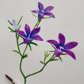 Колокольчик раскидистый. Ботаническая живопись