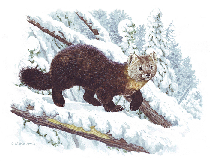 0,022222.... шубы.