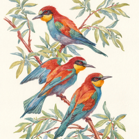 Щурки золотистые.