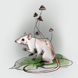 крыса лесная