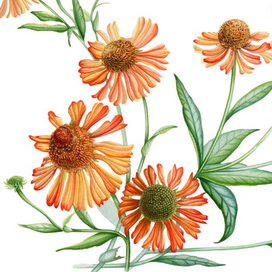 Гелениум. Ботаническая иллюстрация.