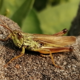 Фотографии насекомых (как стоковые)