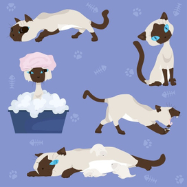 Набор иллюстраций - сиамская кошка