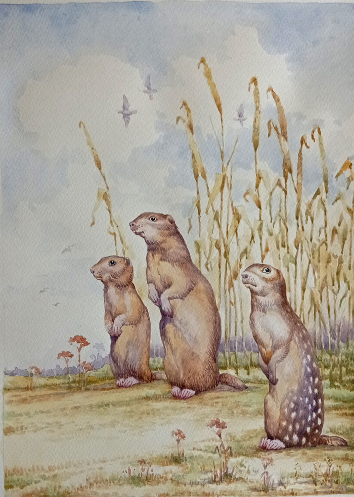 Суслики. К рассказам Сергеева