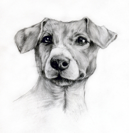 терьер джека рассела