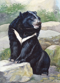 Белогрудый медведь