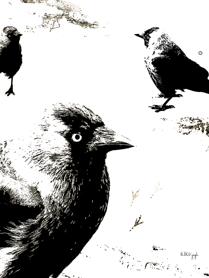 "Птицы и снег"