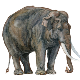 Азиатский слон, самец