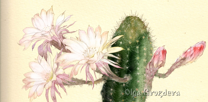 Его Величество - Кактус!