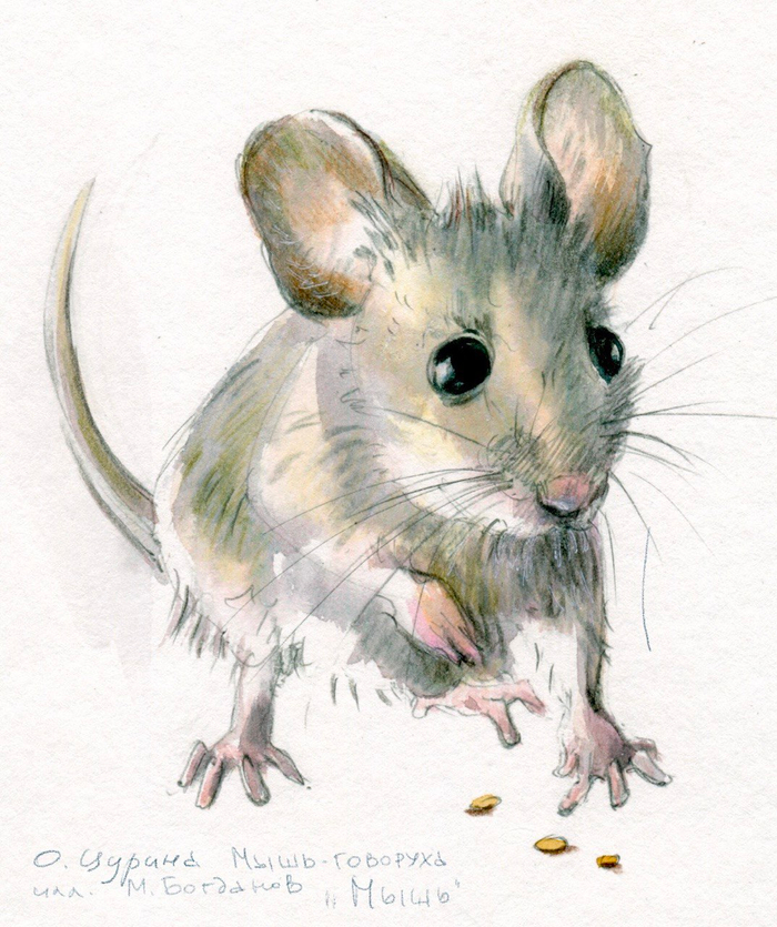«Так вот она какая, мышь-говоруха!»