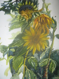 подсолнухи