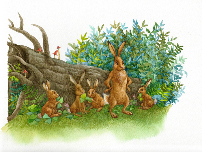 семейство зайцев