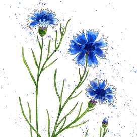 Василёчки-васильки