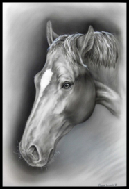 голова кобылы