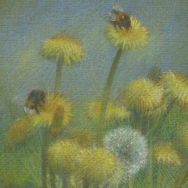 одуванчики