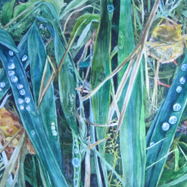 Утренняя роса и летние травы