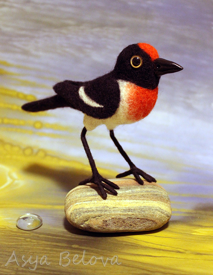 Краснолобая  петроика