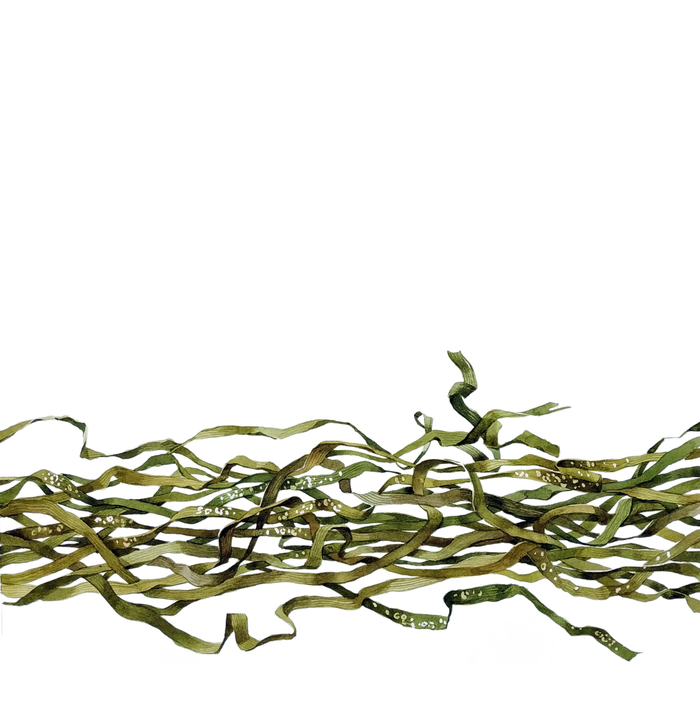 Дары моря. Графическая сага в девяти частях.