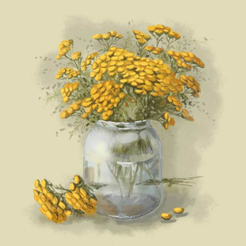 Пижма