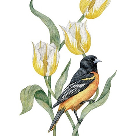 Балтиморская иволга и тюльпаны Фламинг Кокет