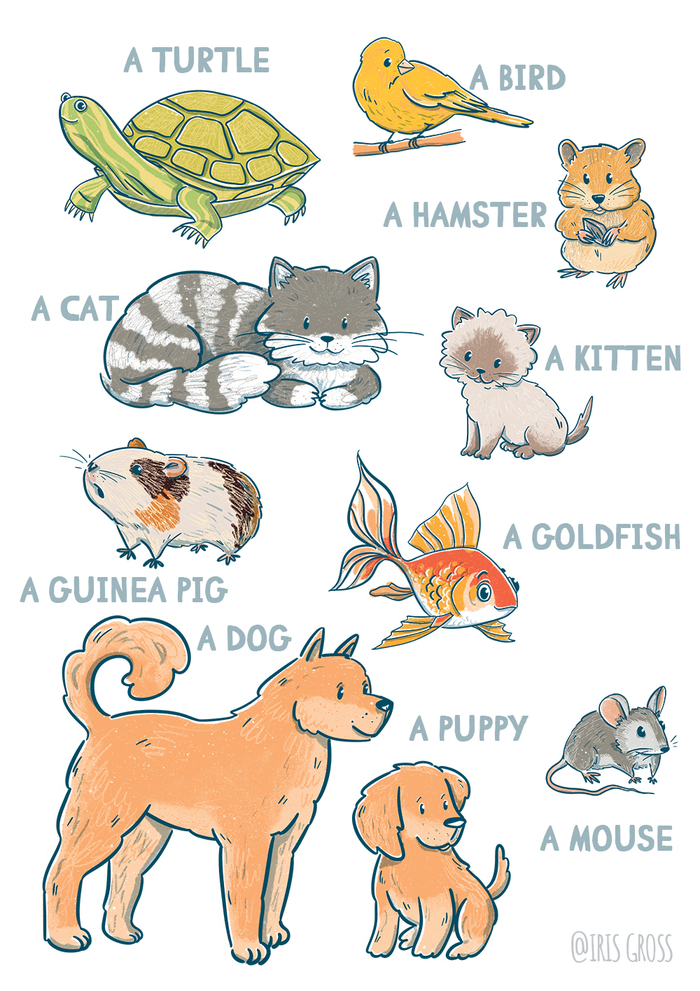 Плакат для изучения английского языка "Питомцы"