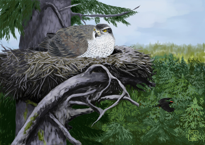 Год ястреба. Апрель.