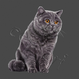 British Shorthair 